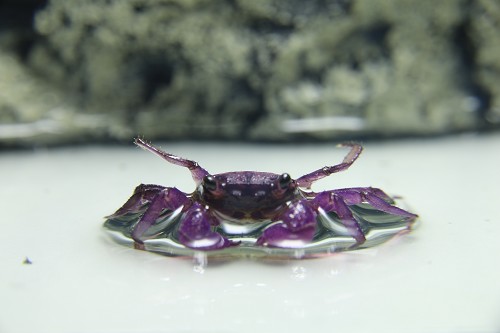 Geosesarma sp.lavendel  Vampierkrab