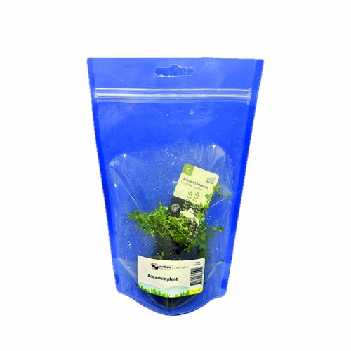 Micranthemum Monte Carlo - Perlenkraut im standbodenbeutel