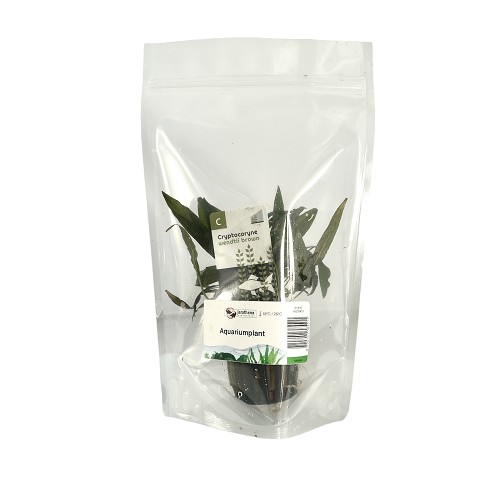 Cryptocoryne wendtii braun