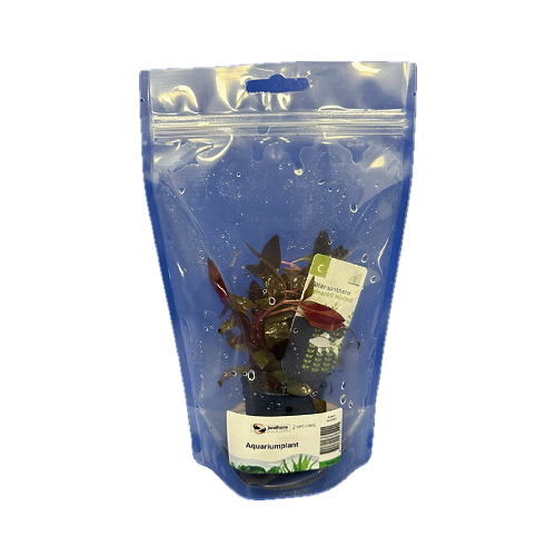 Alternanthera reineckii mini - Mini Papageienblatt im standbodenbeutel