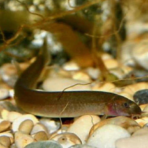 Pangio kuhlii - Geflecktes dornauge schwarz L