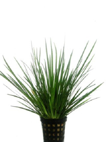 Acorus gramineus pussilus - Graskalmus im topf