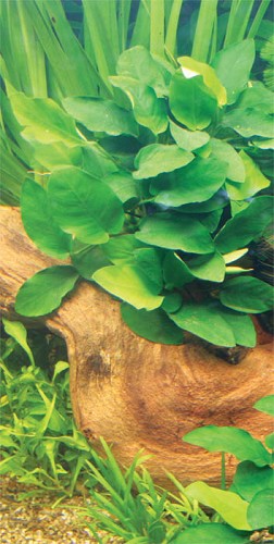 Anubias nana Mutterpflanze

