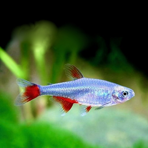 Aphyocharax anisitsi - Rotflossensalmler M