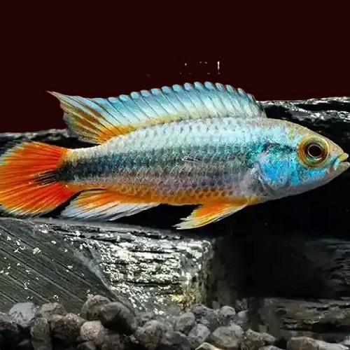 Apistogramma agassizi Alenquer - Agassiz zwergbuntbarsch Alenquer