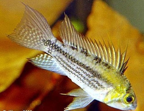 Apistogramma cacatuoides  ML

