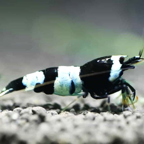 Caridina cf. Black bee (1.5-2 cm)