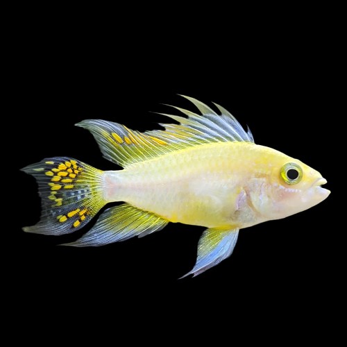 Apistogramma cacatuoides lemon - Kakadu zwergbuntbarsch