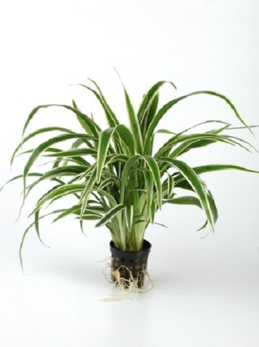 Chlorophytum bichetii - Grünlilie oder Zebragras im topf
