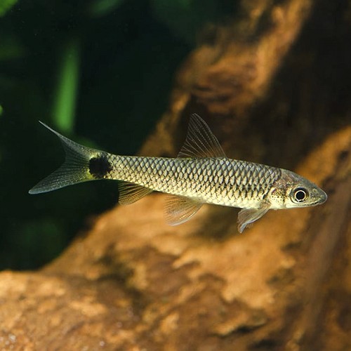 Crossocheilus reticulatus L