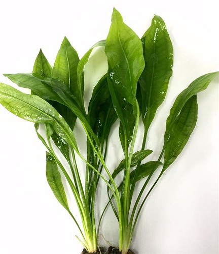 Echinodorus amazonicus- Schmalblättrige Amazonas Schwertpflanze im topf