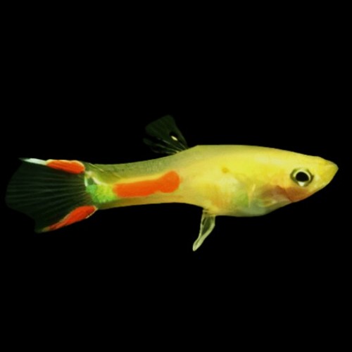 Poecilia wingei male - Guppy endler mann