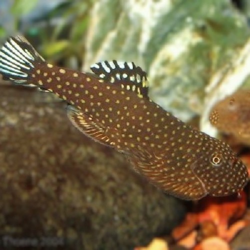 Gastromyzon ctenocephalus