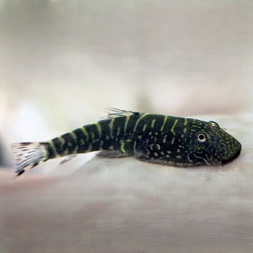 Gastromyzon punctulatus - Punktierter Flossensauger M