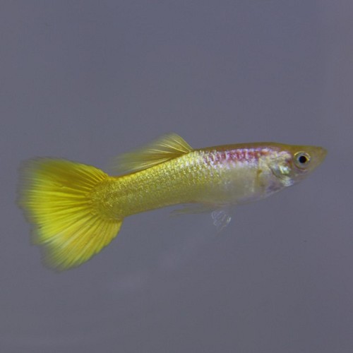 Poecilia reticulatus, Lebistes reticulatus - Guppy mann Golden Yellow
