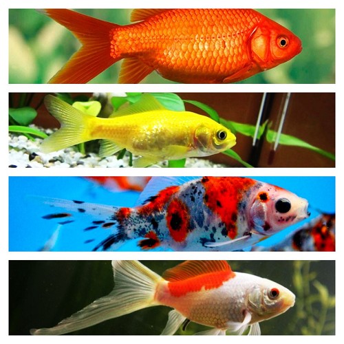 Carassius auratus - Goldfisch mischung 4-6 cm