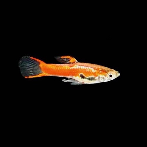 Poecilia reticulatus, Lebistes reticulatus - Guppy mann endler chilli rot L