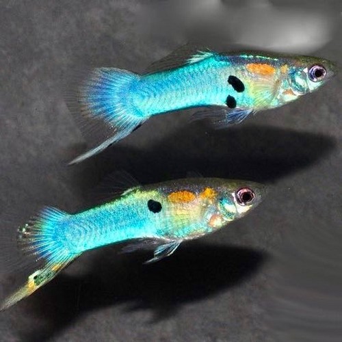 Poecilia wingei male japan blue  - Guppy endler japan blau mann