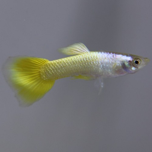 Poecilia reticulatus - Guppy mann german gelb