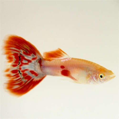 Poecilia reticulatus - Guppy mann pigeon blood M