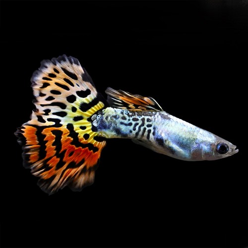 Poecilia reticulatus, Lebistes reticulatus - Guppy mann leopard