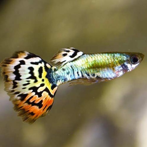Poecilia reticulatus, Lebistes reticulatus - Guppy mann Luminux Leopard