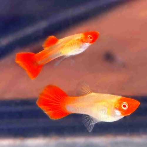 Poecilia reticulatus - Guppy mann koi