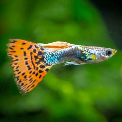 Poecilia reticulatus, Lebistes reticulatus - Guppy mann rainbow