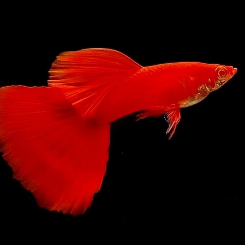Poecilia reticulatus, Lebistes reticulatus - Guppy mann red eye moscow