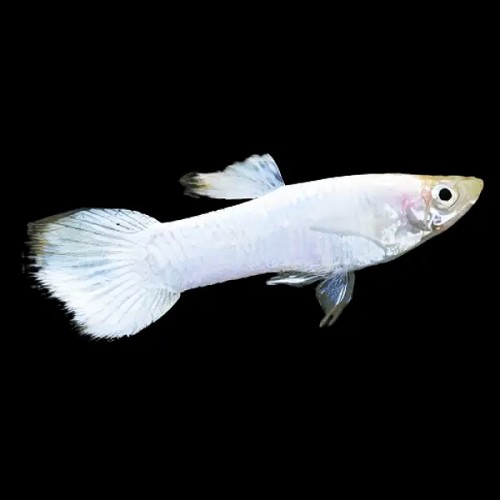 Poecilia reticulatus - Guppy mann Snow white
