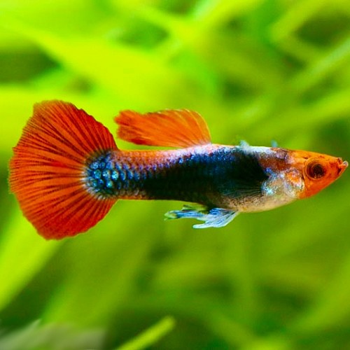 Poecilia reticulatus - Guppy endler tuxedo rot koi