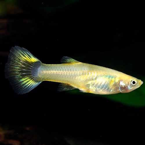 Poecilia reticulatus, Lebistes reticulatus - Guppy weibchen mischung