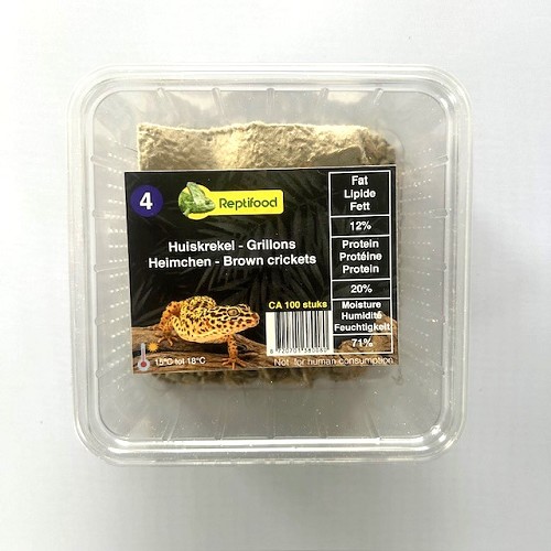 Heimchen Grosse 4 in Dose