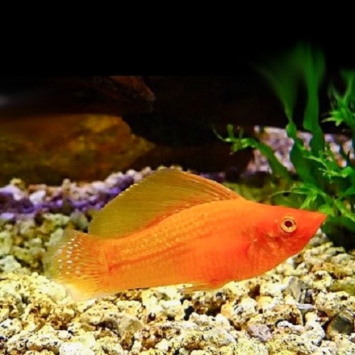 Poecilia velifera gold - Segelkärpfling gold M