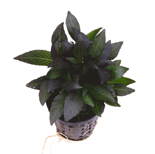 Hygrophila mini - Kurzstängeliger Wasserfreund im topf