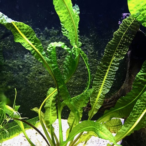 Aponegeton boivinianus - Boivins Wasserähre knollen