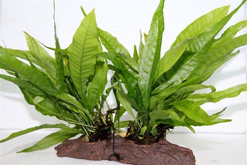 Microsorium - Javafarn auf steinholz M