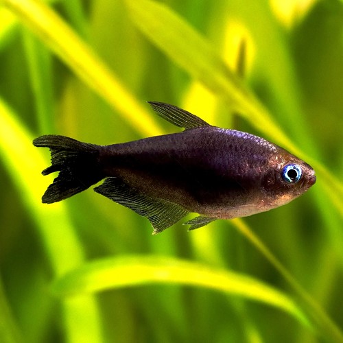 Nematobrycon palmeri black - Kaisersalmler schwarz L