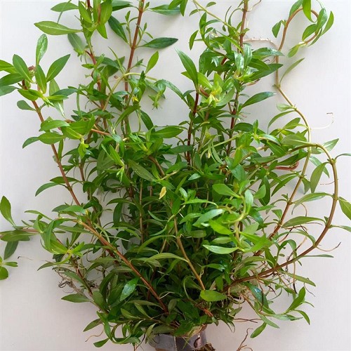 Ludwigia arcuata - Schmalblättrig Ludwigie