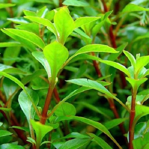 Ludwigia palustris green in pot