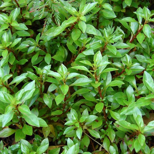 Ludwigia palustris green in pot