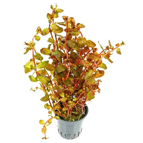 Ludwigia Senegalensis Guinea im topf
