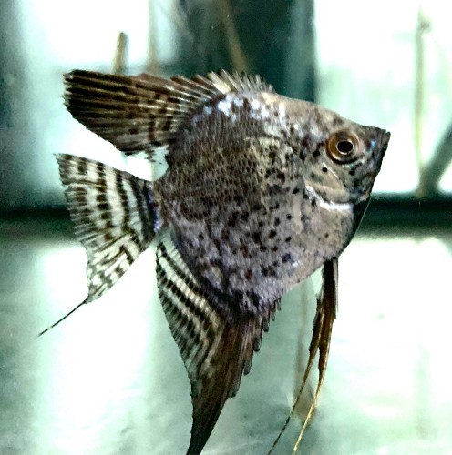 Pterophyllum scalare - Segelflosser leopard M