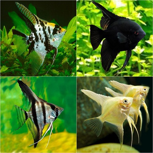 Pterophyllum scalare mix - Segelflosser mischung M