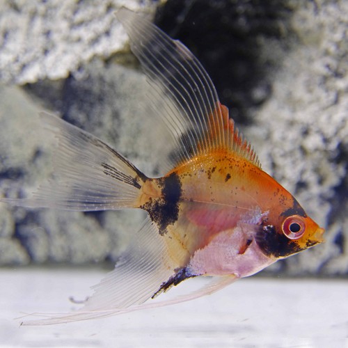 Pterophyllum scalare - Segelflosser red devil M