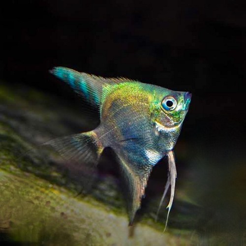Pterophyllum scalare - Segelflosser sapphire green