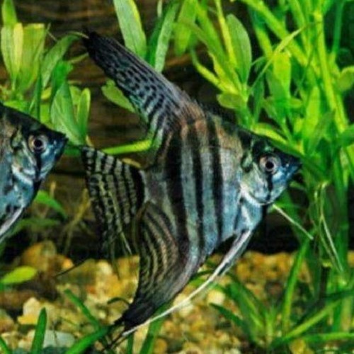 Pt.scalare   Maanvis zebra 3 cm.