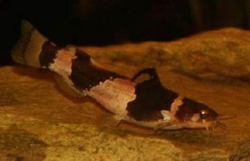 Microglanis iheringi - Kleiner harlekinwels M