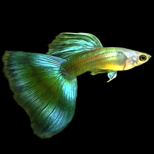 Poecilia reticulatus, Lebistes reticulatus - Guppy mann moscow green