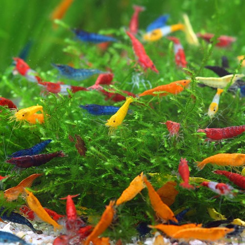 Neocaridina sp.- garnele mix